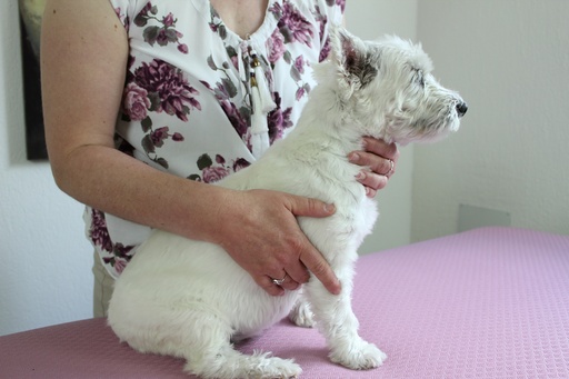 Reiki Tier Onlinekurs